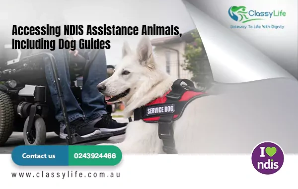 Accessing NDIS Assistance Animals, Including Dog Guides